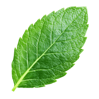 Leaf