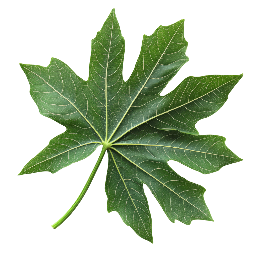 Leaf